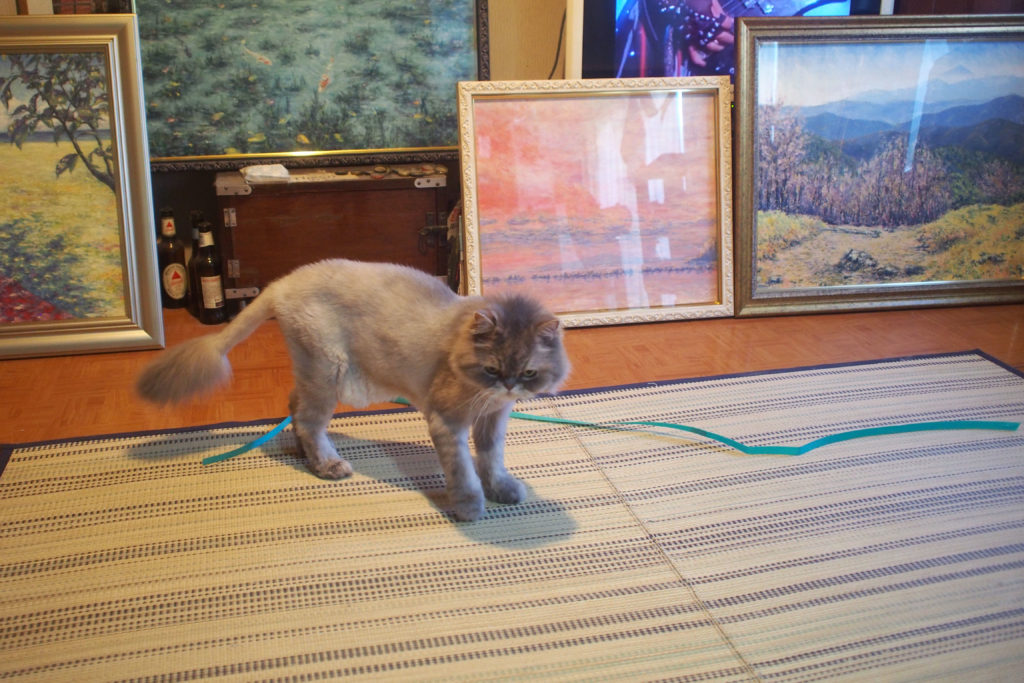 のぶ作品＆ネコちゃん